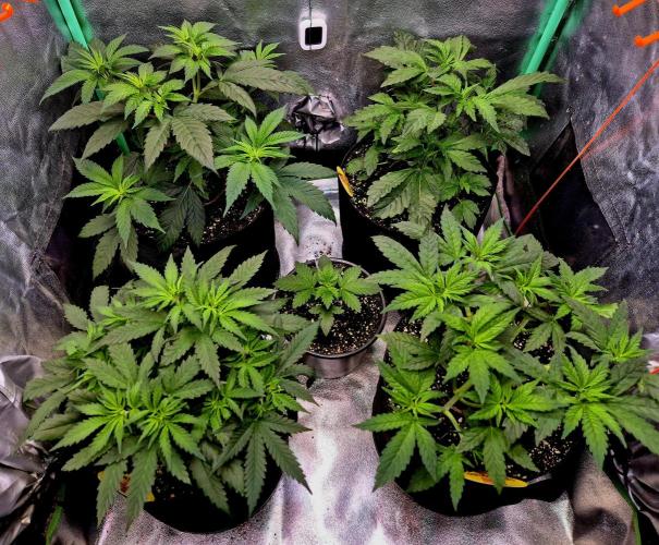 Purple overload (CCG) Sensible Seeds. Week 7