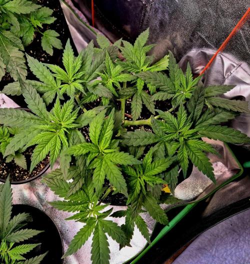 Purple Overload. Week 7