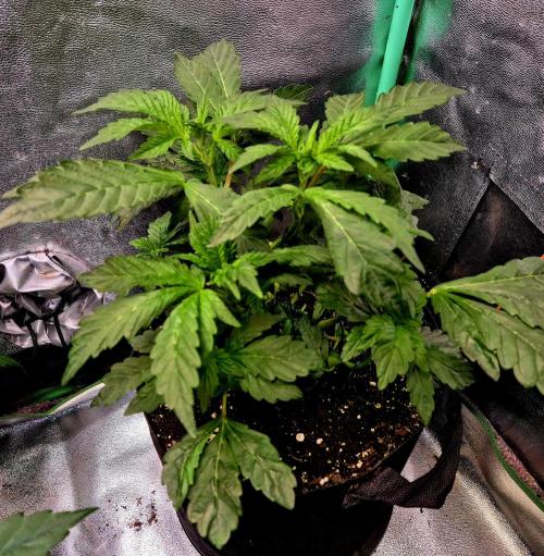 Papaya Stank (Elfi). Week 7