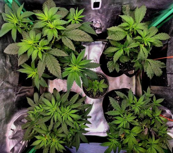 Papaya Stank. Week 7