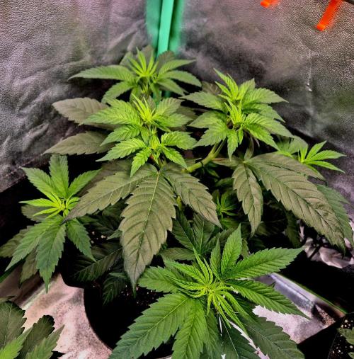 Pink Rozay Original Sensible Seeds. Week 7