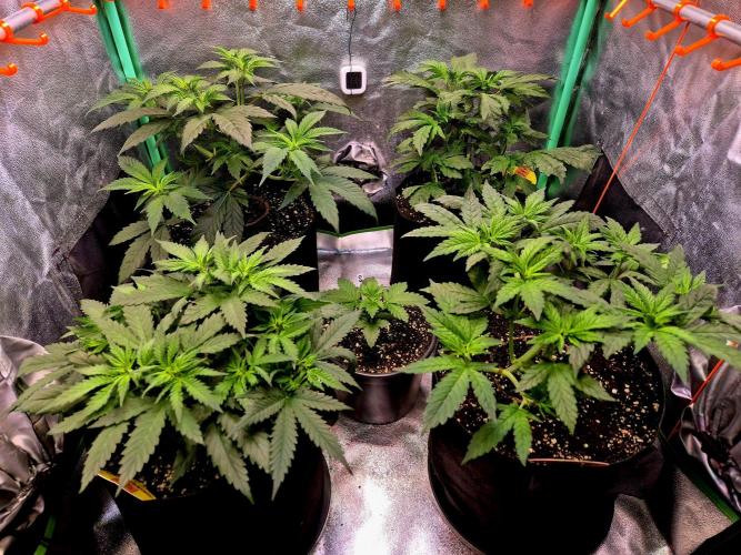 Pink Rozay. Week 7