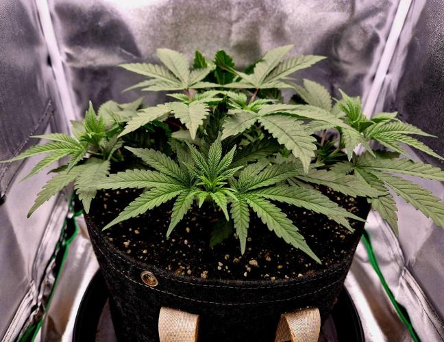 Blue Zushi Dutch Passion. Week 4