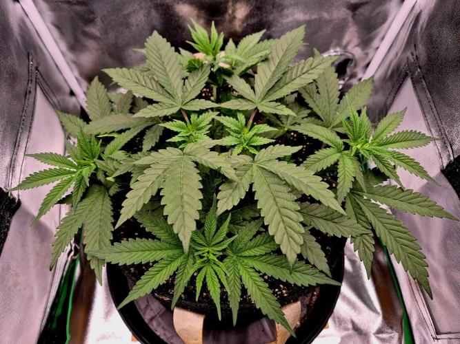 Blue Zushi Dutch Passion. Week 4