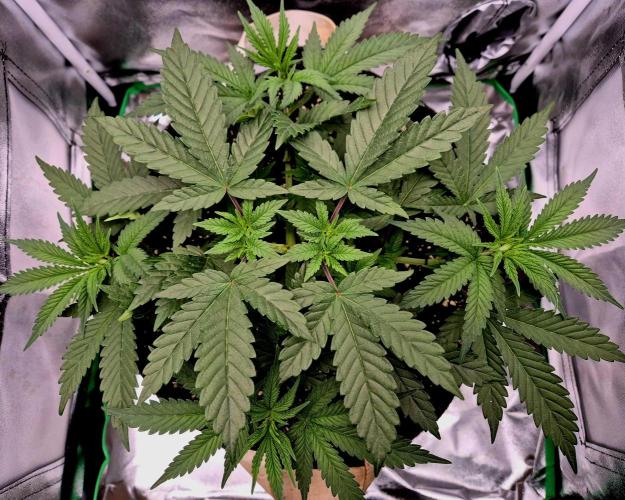 Blue Zushi Dutch Passion. Week 4