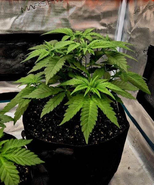 Mental Rainbow (CCG) Sweet Seeds. Week 4