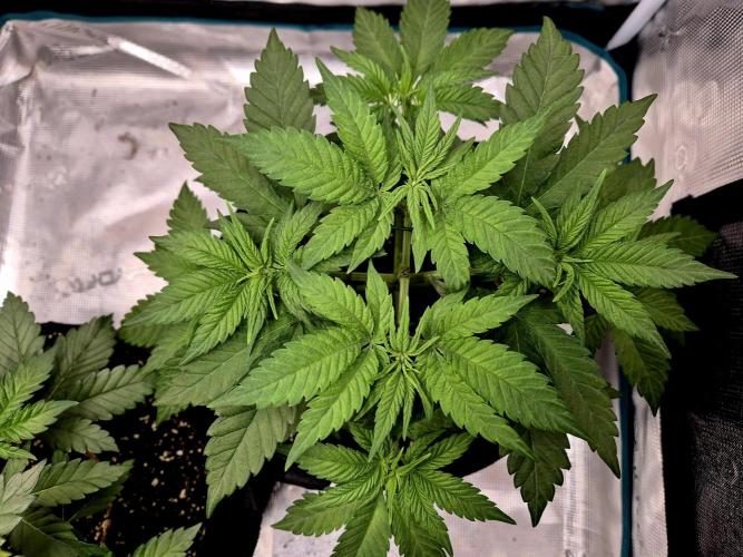 Mental Rainbow (CCG) Sweet Seeds. Week 4