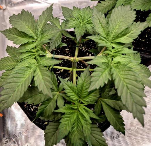 2nd chance. Week 3