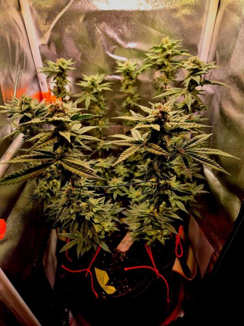 F027 - The Gassy one (USA Genetic '26). Week 13