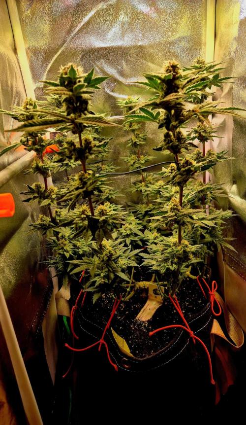 F027 - The Gassy one (USA Genetic '26). Week 13