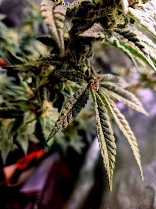 F027 - The Gassy one (USA Genetic '26). Week 13
