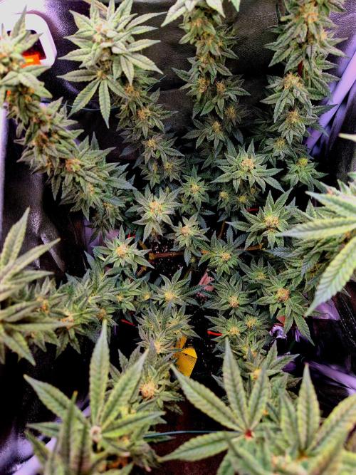 F027 - The Gassy one (USA Genetic '26). Week 13