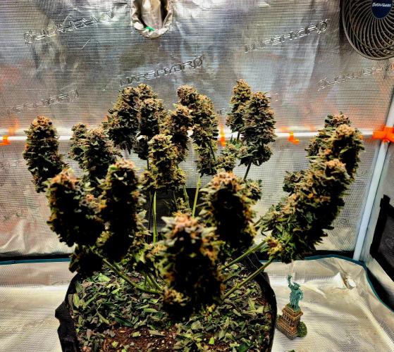 F026 - The Tropical Ice Cream One (USA). Week 17