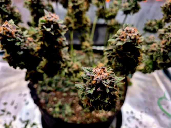 F026 - The Tropical Ice Cream One (USA). Week 17