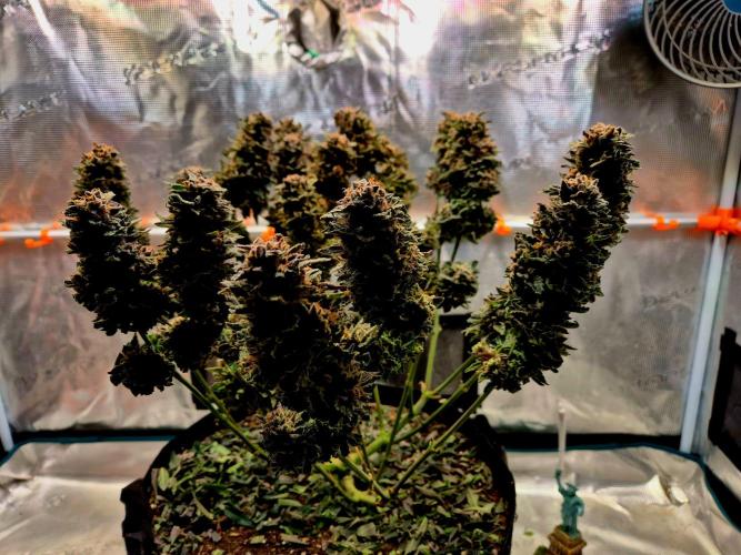 F026 - The Tropical Ice Cream One (USA). Week 17