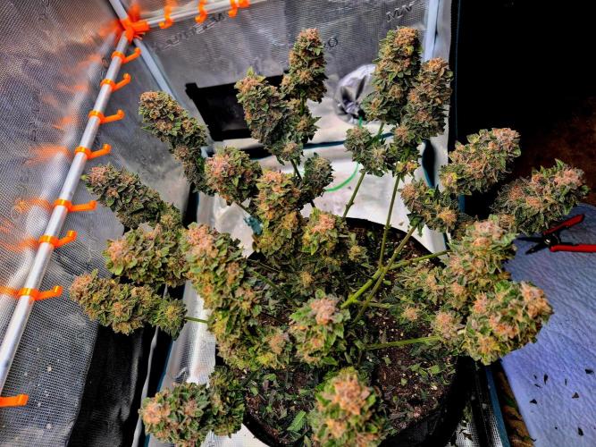 F026 - The Tropical Ice Cream One (USA). Week 17