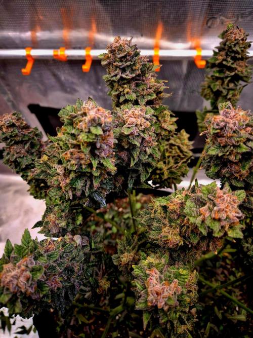 F026 - The Tropical Ice Cream One (USA). Week 17