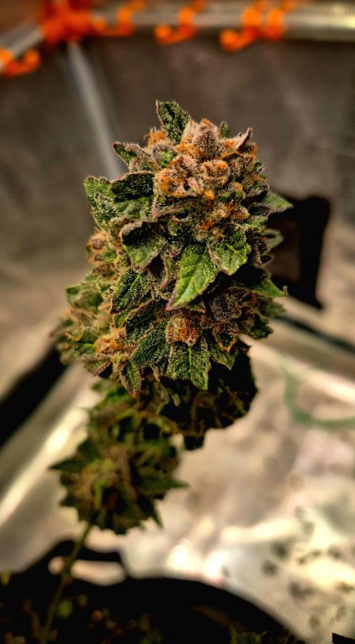 F026 - The Tropical Ice Cream One (USA). Week 17