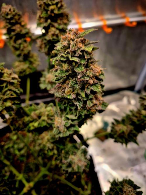 F026 - The Tropical Ice Cream One (USA). Week 17