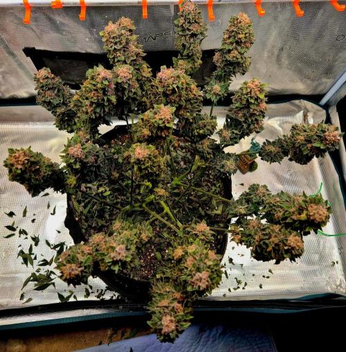 F026 - The Tropical Ice Cream One (USA). Week 17