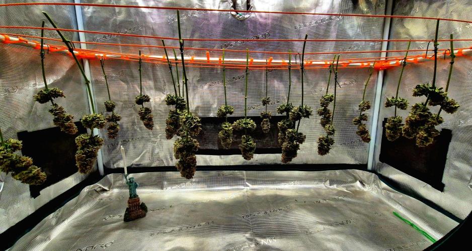 F026 - The Tropical Ice Cream One (USA). Week 17