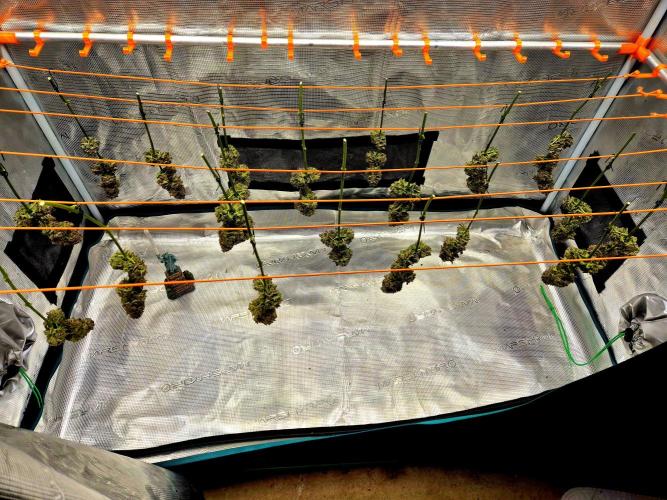 F026 - The Tropical Ice Cream One (USA). Week 17