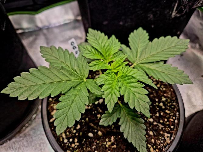 GG4 Sherbet FF. Week 3