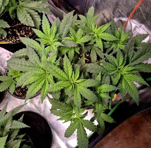 Purple Overload. Week 7