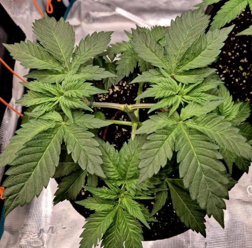 2nd chance. Week 4