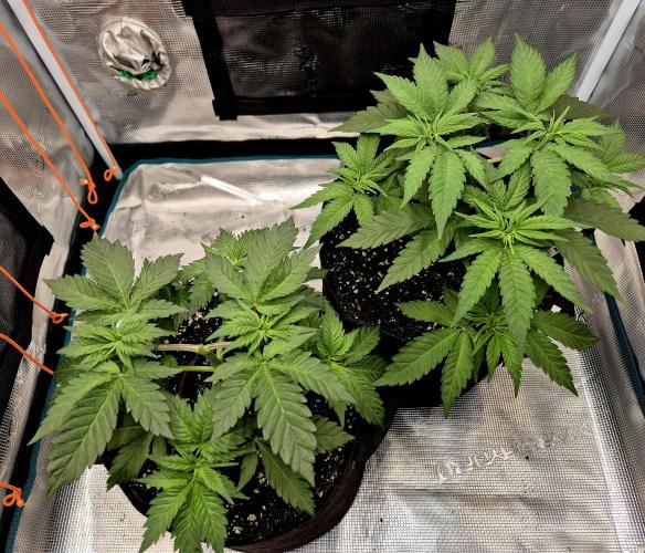 Frozen Biscotti. Week 4