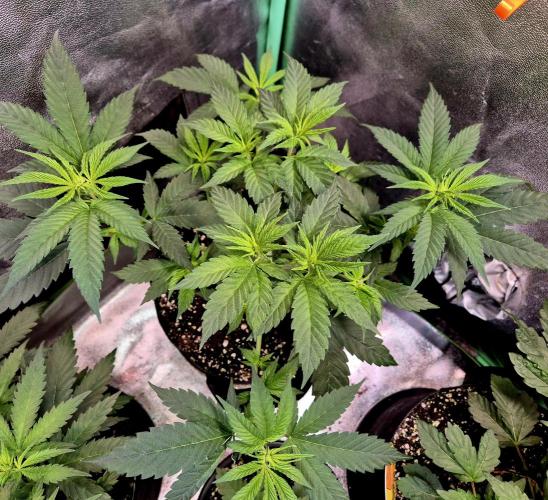 Pink Rozay Original Sensible Seeds. Week 7