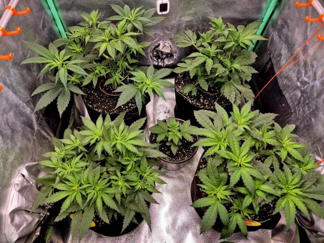 Papaya Stank (Elfi). Week 7
