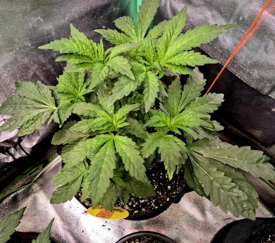 Papaya Stank. Week 7
