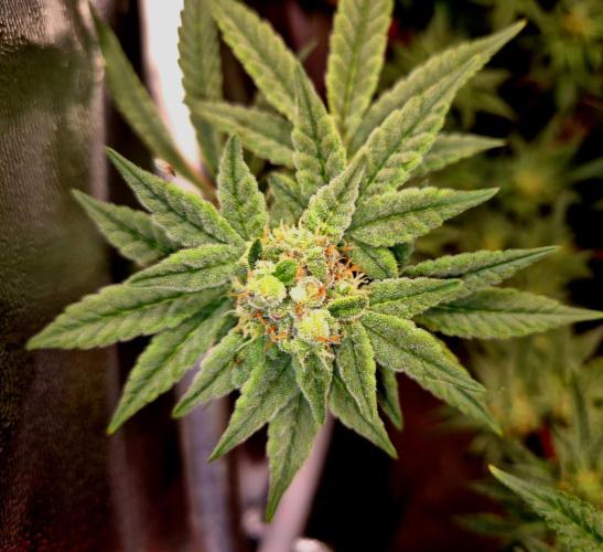 F027 - The Gassy one (USA Genetic '26). Week 13
