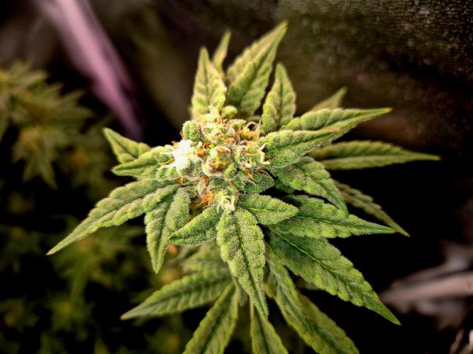F027 - The Gassy one (USA Genetic '26). Week 13