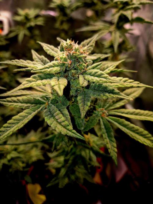 F027 - The Gassy one (USA Genetic '26). Week 13