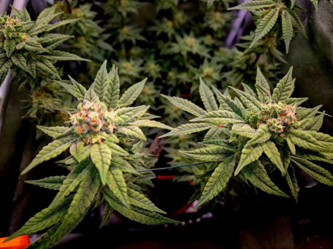F027 - The Gassy one (USA Genetic '26). Week 13