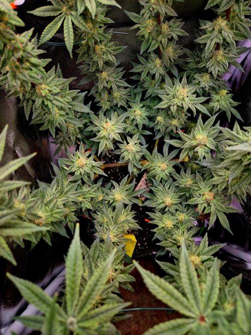 F027 - The Gassy one (USA Genetic '26). Week 13