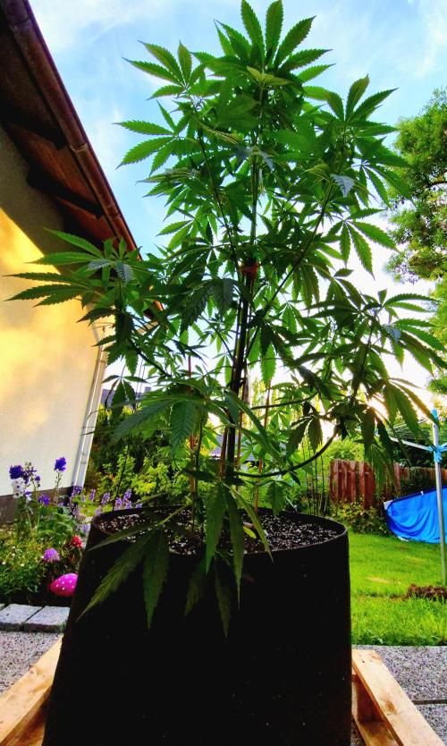 Garbage Lady (Big Mama). Week 12
