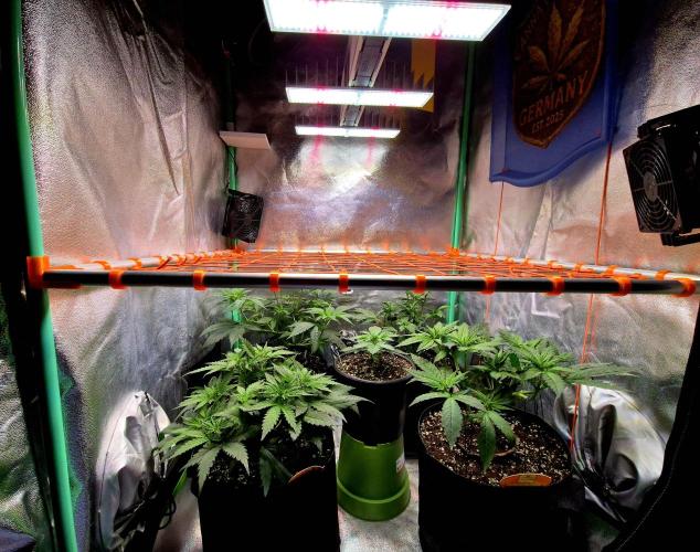 Wedding Cake. Week 7