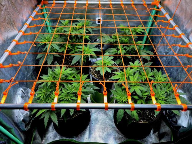 Pink Rozay. Week 7