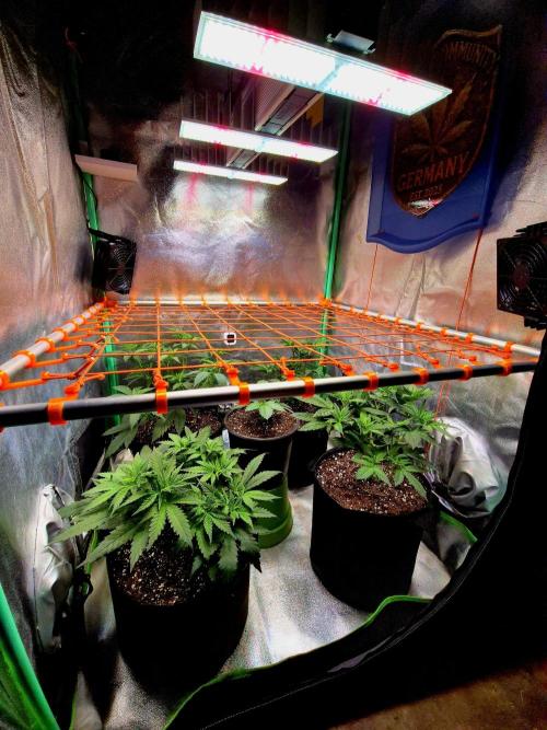 Purple Overload. Week 7