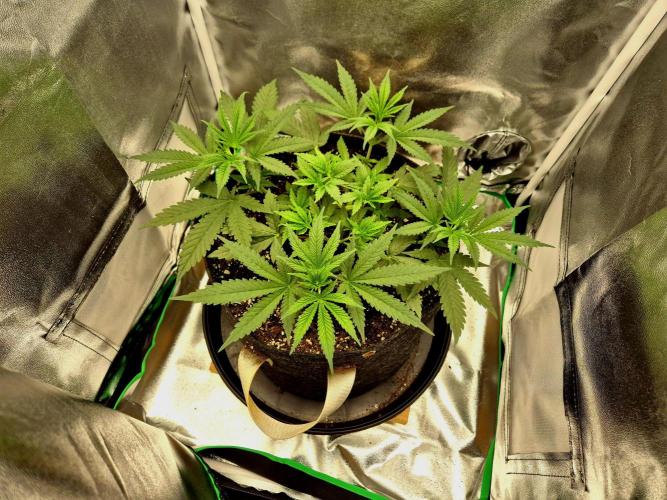 Blue Zushi Dutch Passion. Week 4
