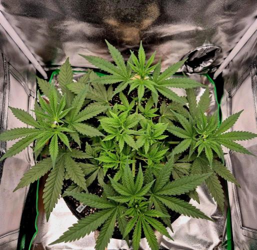 Blue Zushi Dutch Passion. Week 4
