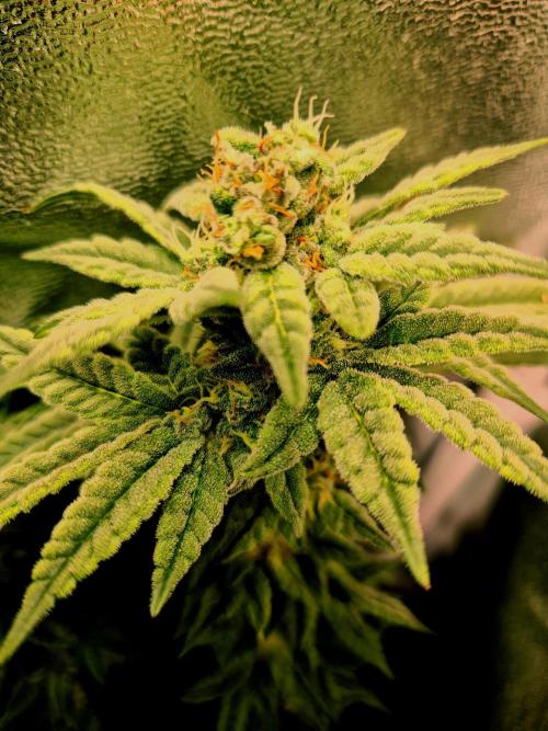 F027 - The Gassy one (USA Genetic '26). Week 14