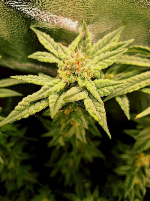 F027 - The Gassy one (USA Genetic '26). Week 14