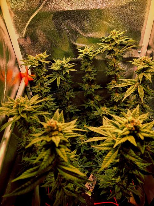 F027 - The Gassy one (USA Genetic '26). Week 14