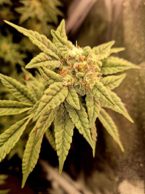 F027 - The Gassy one (USA Genetic '26). Week 14