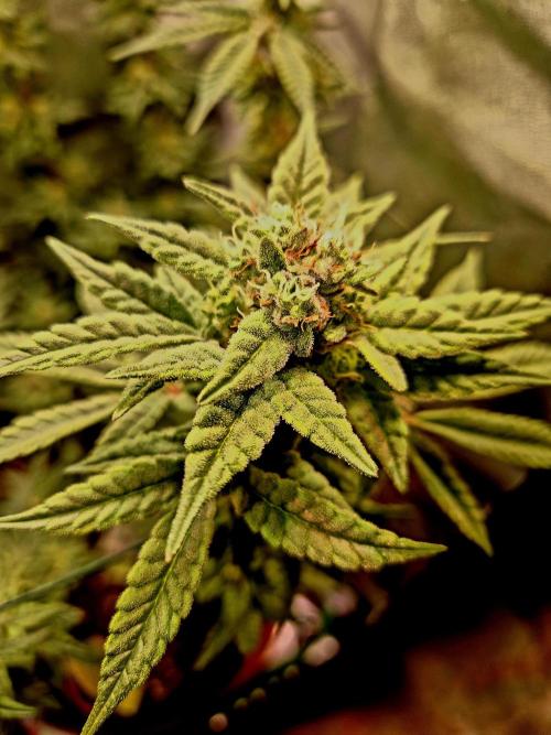 F027 - The Gassy one (USA Genetic '26). Week 14