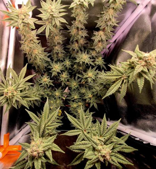 F027 - The Gassy one (USA Genetic '26). Week 14